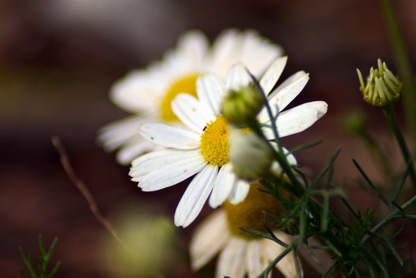 Соцветие ромашки