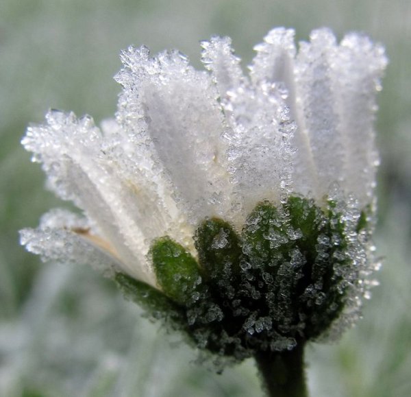 Ромашки зимой