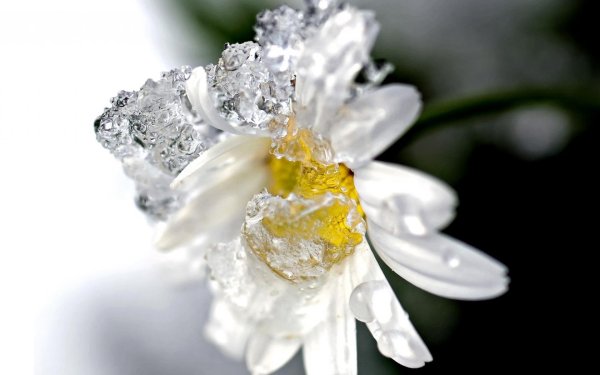 Зимние цветы