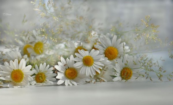 Ромашковая нежность