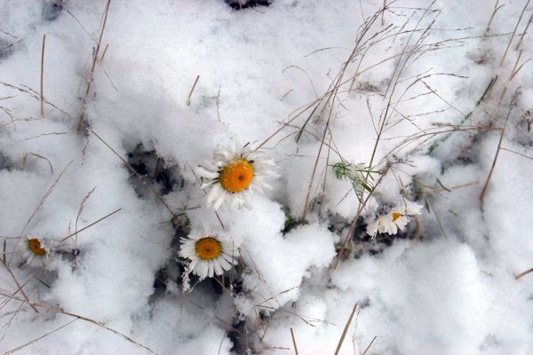 Ромашки под снегом