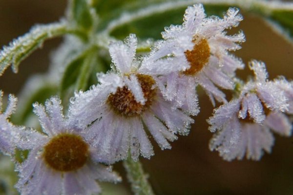 Замерзшая Ромашка