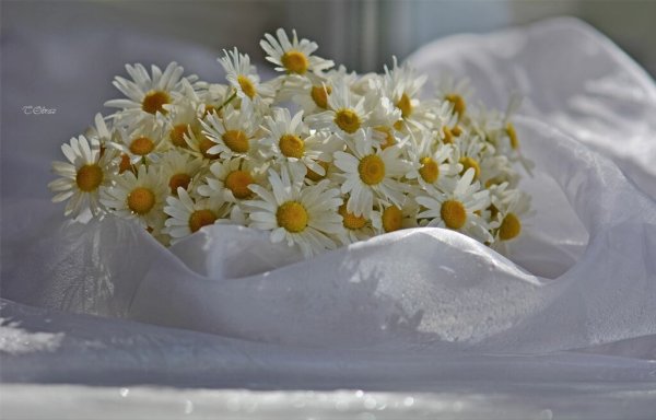 Букет ромашек на подушке