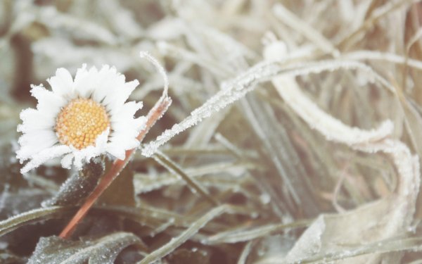 Ромашки в инее