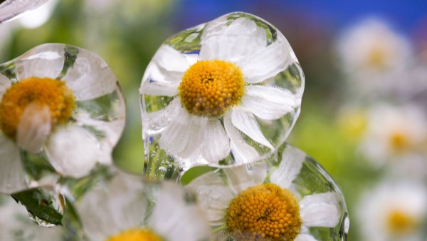 Ромашки во льду