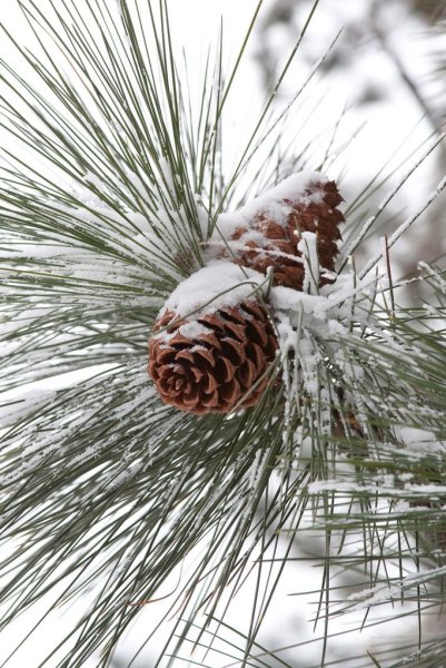 Сосна с шишками зимой