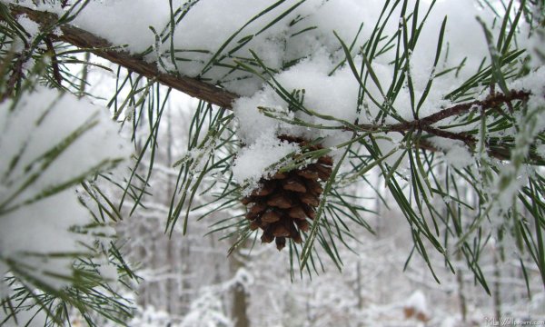 Сосна с шишками зимой