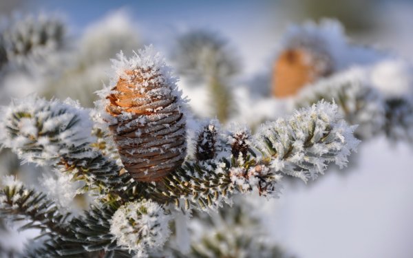 Пихта Сибирская зима