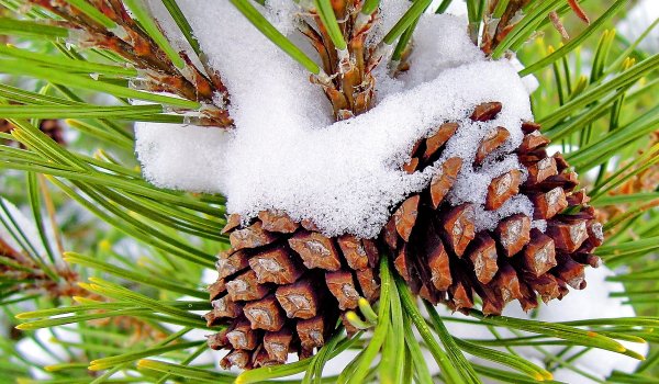 Еловые шишки в снегу