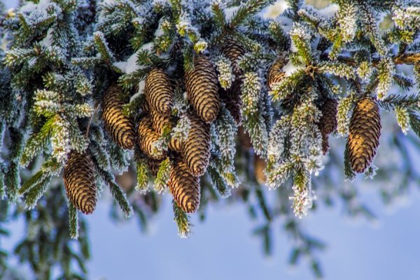 Шишки на елке