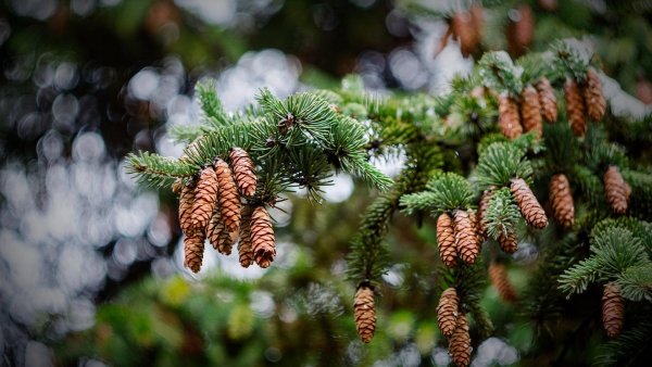 Ель в снегу