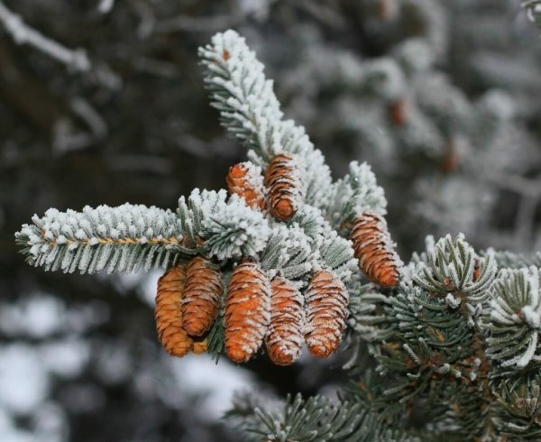 Еловая, Пихтовая, Сосновая лапы