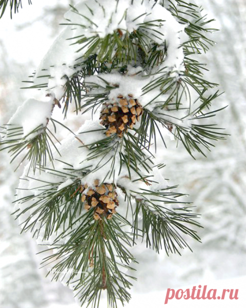 Шишки в снегу