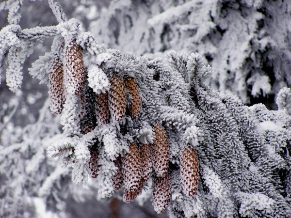 Ель с шишками в снегу