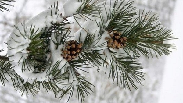 Веточка с шишками зимой