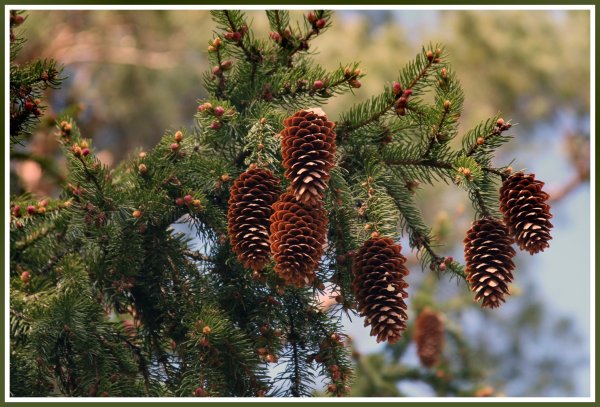 Елка сосна кедр шишки