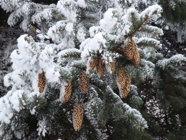 Ель с шишками в снегу