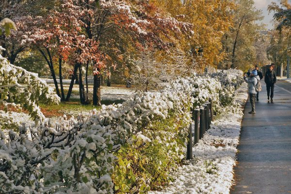 Первый снег в саду