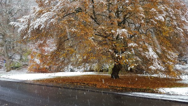 Первый снег