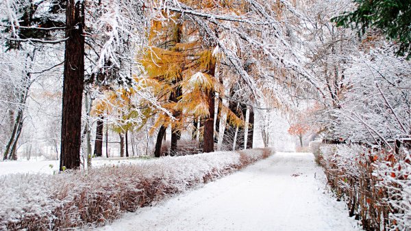 Природа ранняя зима