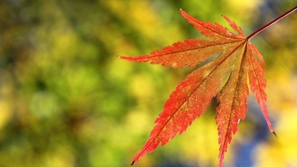 Кленовые листья на рабочий стол