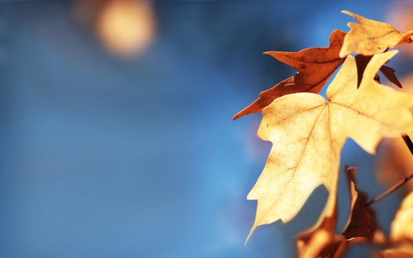 Осенний фон