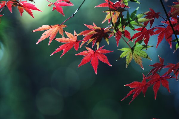 Кленовая ветка