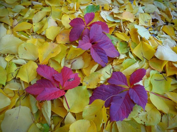 Ноябрьский листочек