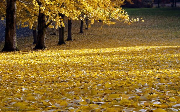 Осень октябрь