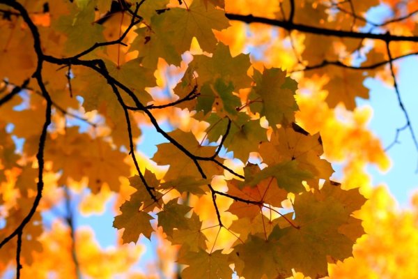 Осень листья