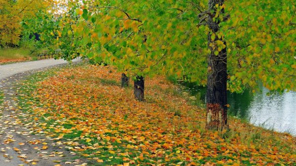 Осень дождь кленовые листья лес парк