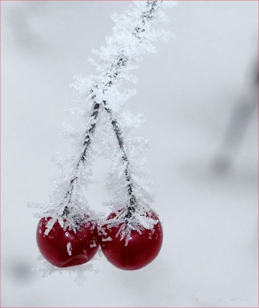 Вишня на снегу