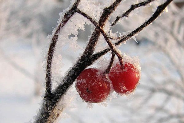 Зимняя вишня ягоды