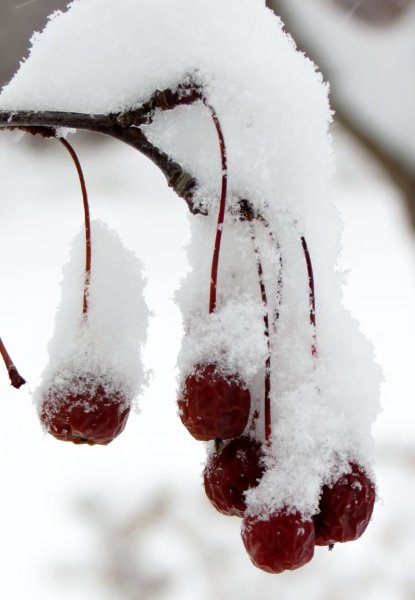 Вишня зимой