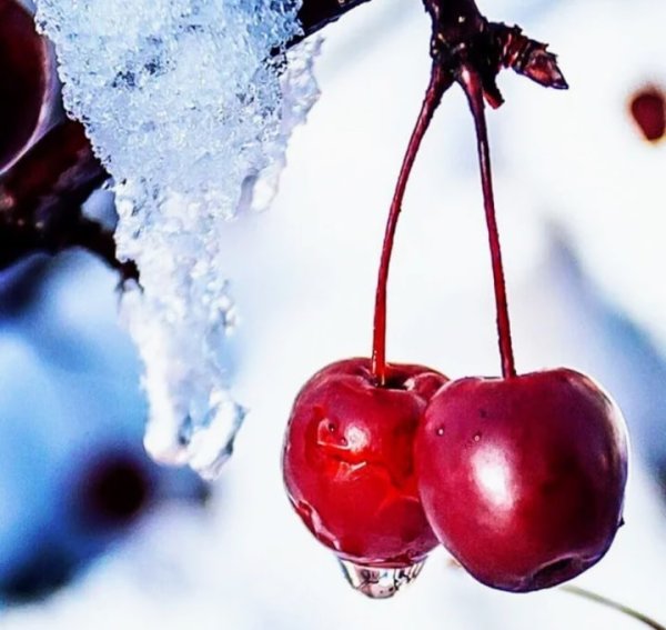 Зимняя черешня