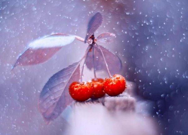 Вишня на снегу