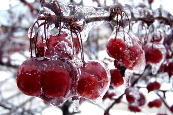 Вишня во льду