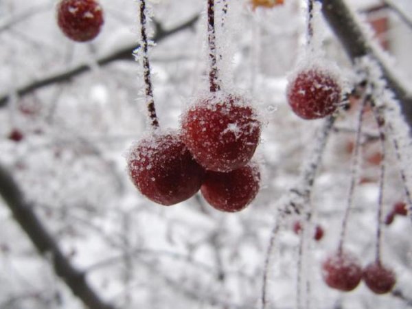 Зимняя вишня