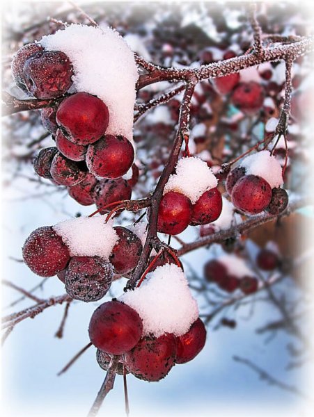 Яблоня зимняя Вишневое