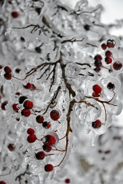 Зимние ягоды