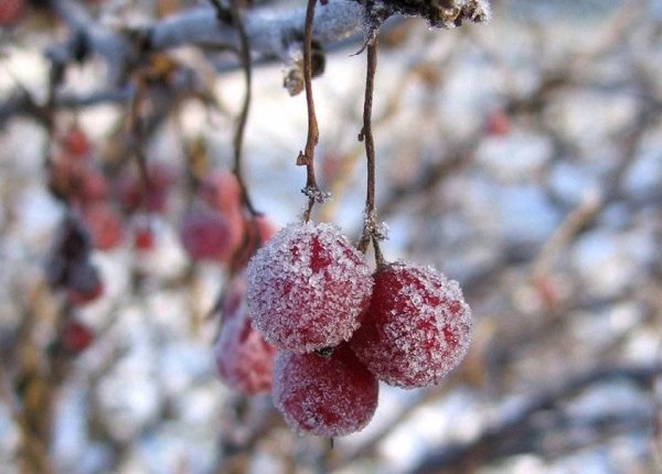 Вишня под снегом