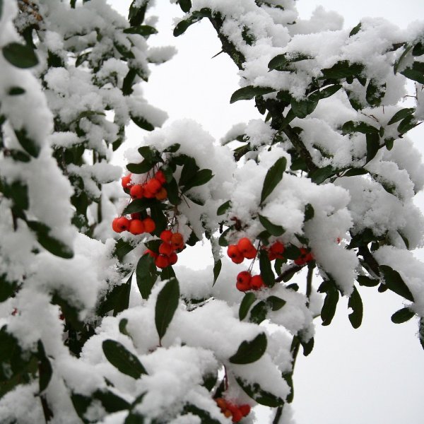 Рябина в снегу