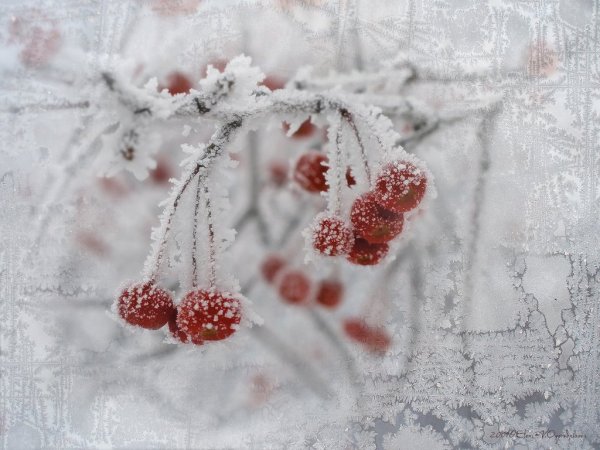 Зимняя вишня