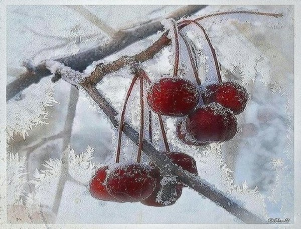 Доброе утро зимняя вишня