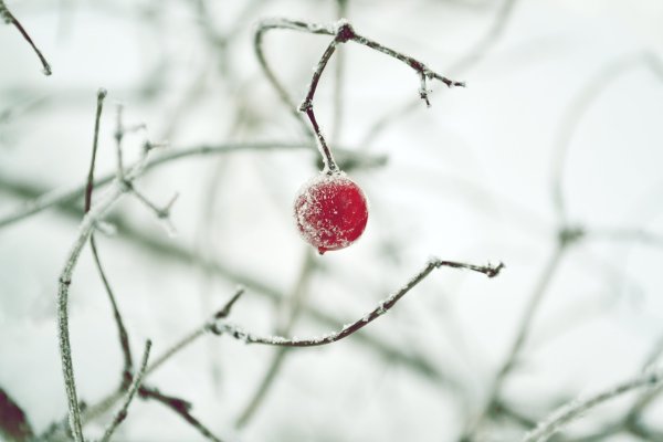 Вишня в инее