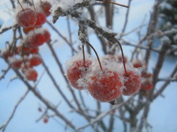 Вишня на снегу