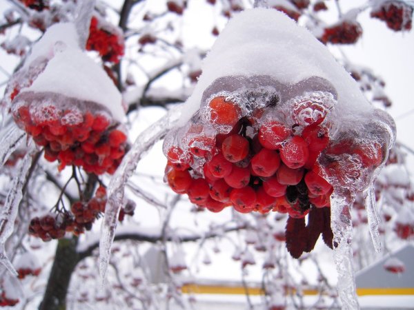 Зимняя вишня природа