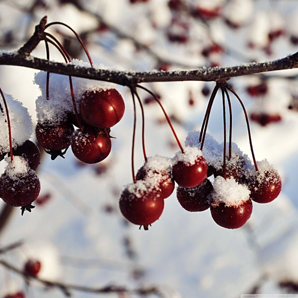 Вишня вишня зимняя