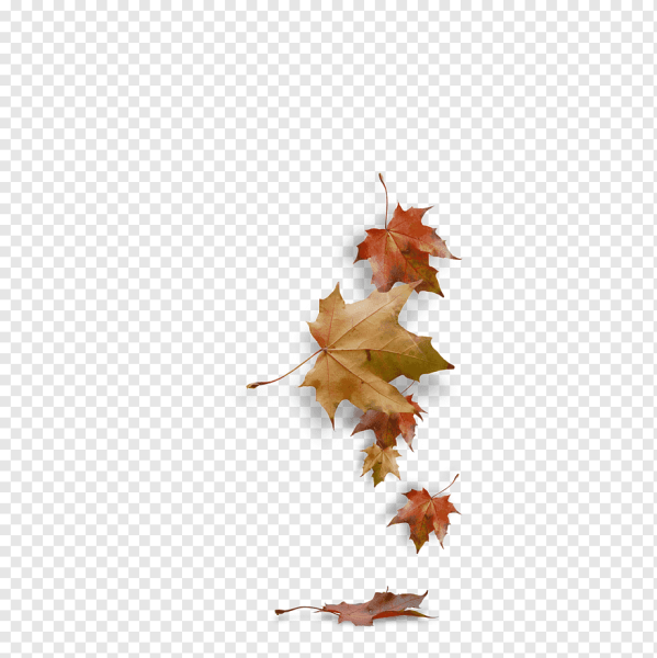 Осенние листья на прозрачном фоне для фотошопа