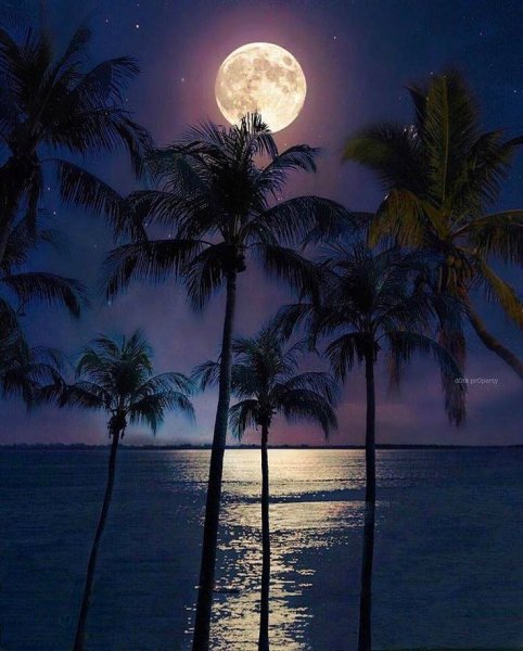 Ночь на море Луна пальмы